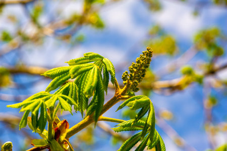 Fresh, tender, unblown flower buds of chestnuts in early spring. The promise of new growth and...