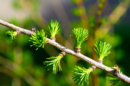 A standout tree in an early spring landscape. Distinctive cone-like shapes on bare branches. Green needles begin to appear. Adds a touch of color to the gray late winter landscape.の写真素材
