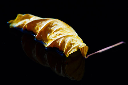The bright yellow color of hibiscus leaves contrasts beautifully with the dark background. The texture and detail of the dried leaf are highlighted in this minimalist composition.の写真素材
