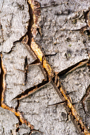 The unique texture and color of chestnut bark. A natural material often used for decorative purposes or in crafts. Provides insulation and protection for trees from harsh weather conditions.の写真素材