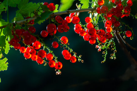 Create beautiful and artistic photos with blurred backgrounds. Bring out the vibrant red color of...