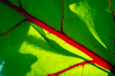 Unique red veins add a pop of color to beet leaves Great for adding visual interest to salads and dishes Adds a touch of elegance to garden beds or containersの写真素材