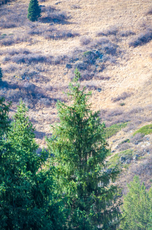 Enjoy the bright autumn colors of the Tien Shan. Immerse yourself in nature's orchestra. Dive into a contrasting palette.の写真素材