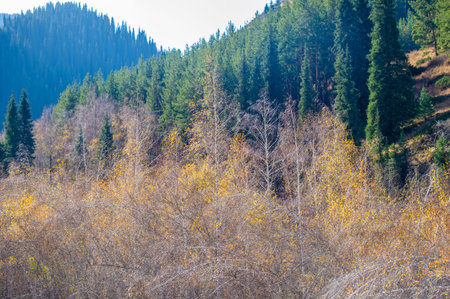 The vibrant foliage and evergreen pines create a stunning fall scene. The Tien Shan mountains provide a majestic backdrop to nature's colorful tapestry. see a kaleidoscope of bright colors.の写真素材