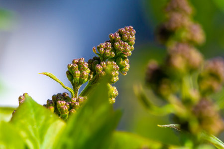 A breathtaking close-up of lilac buds waiting to bloom. Experience the beauty of nature at home. Prepare to be amazed by the breathtaking colors. BotanicalWonders brings you the wonders of nature.の写真素材