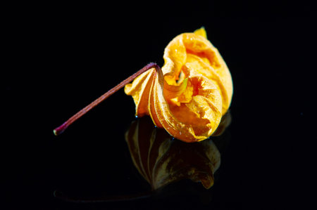 Beautiful color contrast between the bright yellow hibiscus leaf and the black background The natural element adds elegance to any space Can be used for decorative purposes or in tea blends for flavorの写真素材