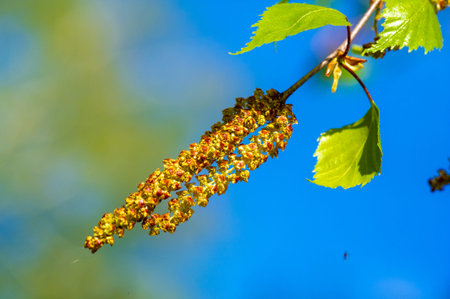 Discover the delicate beauty of the birch catkin in early spring. Experience the intricate details and fresh green foliage. Capture the essence of new life and growth in botanical art.の写真素材