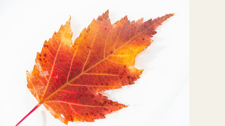 Autumn Leaf Maple Acer ginnala, Beautiful red and orange foliage in autumn. Ideal for landscaping and adding color to your yard. Provides shade and privacy with dense canopy.の写真素材