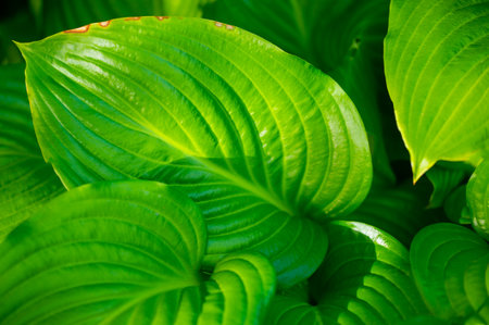 Hosta leaves will bring life and vibrancy to your garden. Lush Life Green Therapy creates a symphony of nature in green. Transform your garden into a charming choir with these lush hosta leaves.の写真素材