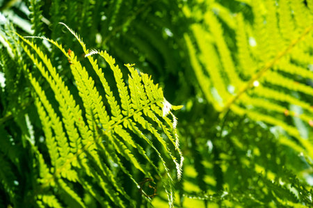 Fern leaves are the main design element. Adds a touch of nature and botany to any project or design....