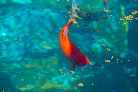 Experience the magic of limitless possibilities with Koi carp. Discover the unknown wonders of these...