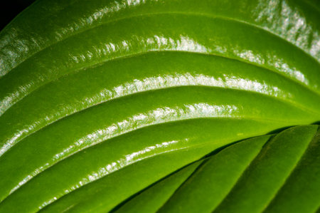 Hosta leaves have intricate veining and create a stunning display in the garden. A green masterpiece...