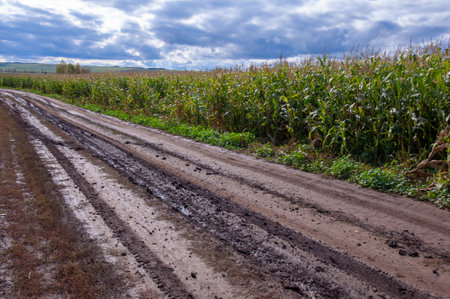 Corn a North American cereal plant that yields large grains, or kernels, set in rows on a cob. Its many varieties yield numerous products, highly valued for both human and livestock consumption.の写真素材
