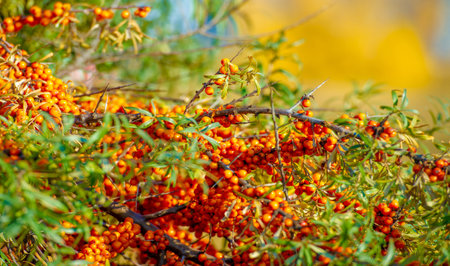 Sea buckthorn is used to treat heart disease, skin conditions, edema (inflammation), and other conditions. In food products, sea buckthorn berries are used to make jellies, juices, purees and saucesの写真素材