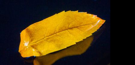 Rowan Leaf Bright autumn colors contrasting with a dark background. Conveys the beauty of autumn nature. Ideal for seasonal decorations or as desktop wallpaper.の写真素材