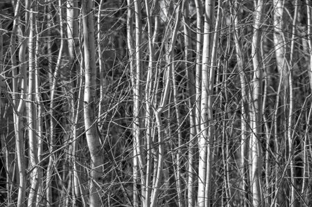 Experience the magic of spring in a mystical forest setting. Enjoy the contrast between the glowy sky and the bright colors of nature. Feel the joy of new life and growth around you.の写真素材