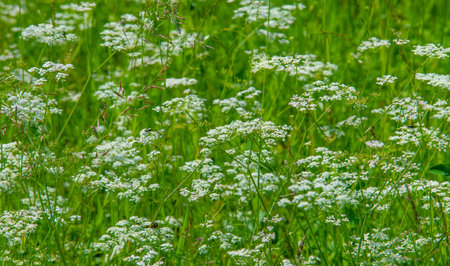 summer, thunderclouds, blue sky, floodplain meadow fields, the aroma of summer colors and a variety...