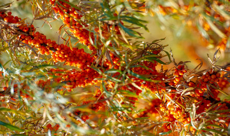 Sea buckthorn contains vitamins A, B1, B2, B6, C and other active ingredients. It may have some activity against stomach and intestinal ulcers and heartburn symptoms.の写真素材