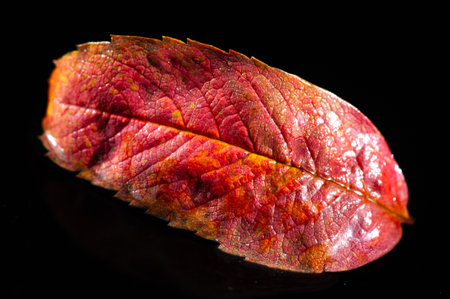 Rowan Leaf Stunning contrast between the bright red leaves and the black background. A perfect representation of fall colors. Captures the beauty of nature in a simple yet striking way.の写真素材