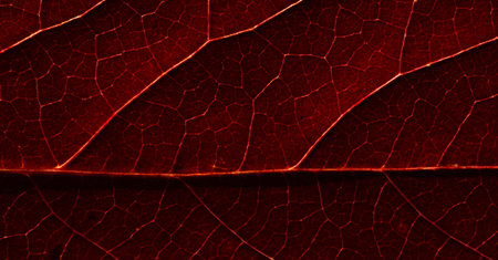 Leaves autumn. Close-up. macro photography. Amazing world opens up with macro photography