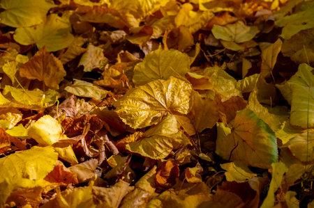 Enjoy the beauty of autumn nature. Take stunning photos of colorful fall foliage. Enjoy a peaceful moment surrounded by vibrant hues.の写真素材