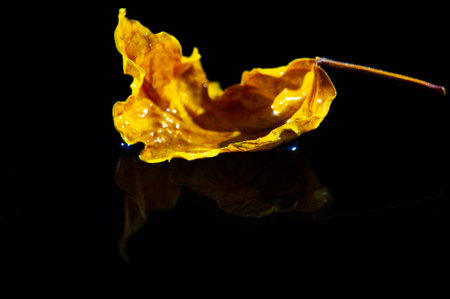 The contrast between the dark background and the bright leaf creates a visually striking image.の写真素材