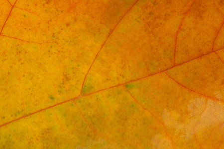 Capture the beauty of autumn with macro photography. Create stunning backgrounds with detailed textures. Explore the intricate details of a maple leaf up close.の写真素材