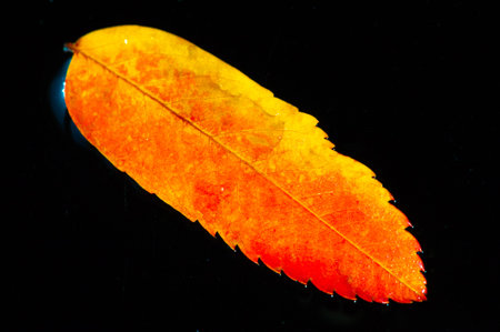 The bright red leaf of the rowan tree captures the essence of autumn. The contrast of colors creates...