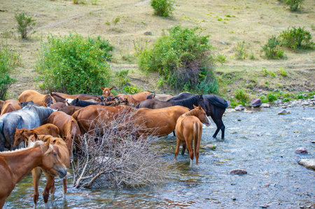 Horses graze peacefully near a mountain river. Majestic landscapes with horses drinking from a clear stream. The beauty of nature captured in a serene moment.の写真素材