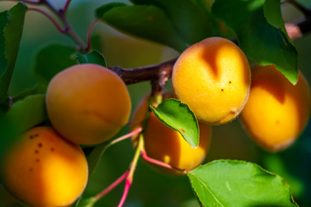 Apricots are known for their juicy and vitamin-rich properties. The foliage of apricot trees during the growth stage is lush and green. you need to enjoy their delicious taste.の写真素材