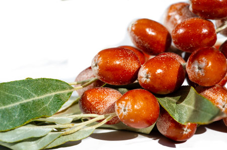 Elaeagnus angustifolia is a traditional medicinal plant used in herbal medicine. The fruit of Elaeagnus angustifolia is known for its health benefits. This is a popular honey plant.の写真素材