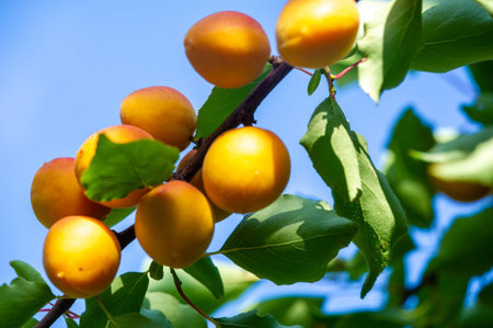 Grow healthy apricot trees in your garden. Enjoy rich vitamins. The juicy fruits of your labor. Harvest ripe apricots when they are in season. Provide adequate sunlight for optimal growth and flavor.の写真素材