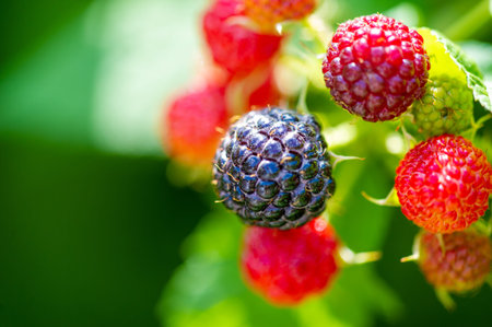Ripe blackberries on a bush in the garden. Selective focus.