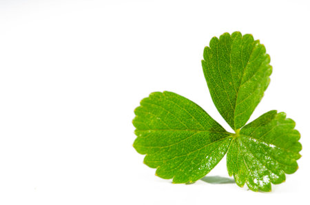 Strawberry leaves are used in herbal medicine and aromatherapy. It is known for its bright green color and unique shape. Used as a natural remedy in homeopathy. Can be added to teasの写真素材
