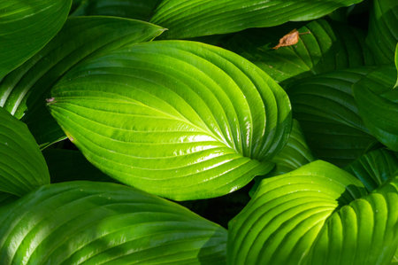 Hosta will bring the beauty of nature into your garden. Enjoy the graceful dance of hosta leaves in...