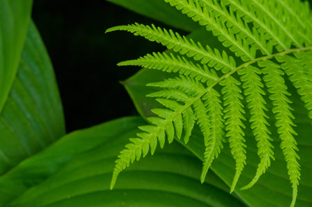 This concept is centered around the theme of nature and plants. Design elements include fern leaves,...