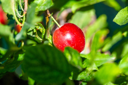 Plums are rich in vitamins and juicy when ripe. Gardening enthusiasts can grow plum trees...