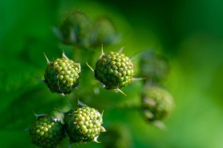 High content of vitamins and antioxidants. Ideal for a healthy snack or dessert. A great addition to smoothies, salads or oatmeal. Suitable for vegetarians and vegans.の写真素材