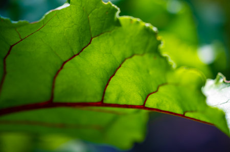 Potential new variety of beet with red veins on its leaves Unique and eye catching appearance May have different flavor or nutritional profile compared to traditional beetsの写真素材