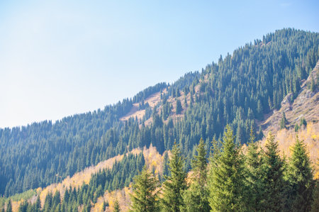 Experience the beauty of the Tien Shan spruce forests. Get lost in the vibrant autumn colors of the wild. Embark on a mystical journey to new heights.の写真素材