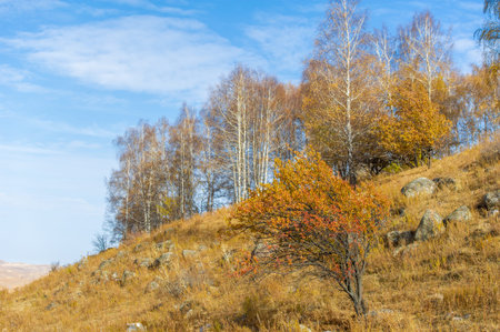 Experience the untouched beauty of the Tien Shan spruce forests. Embark on an exciting adventure in...