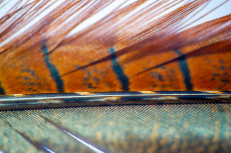 the vibrant colors and intricate patterns of pheasant feathers. A true celebration of the...