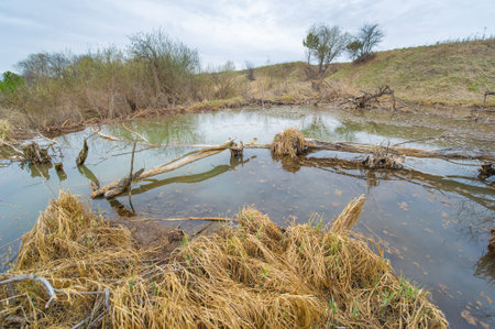 Beaver Paradise, Venture into the hidden depths where emerald foliage dances on murky waters,...