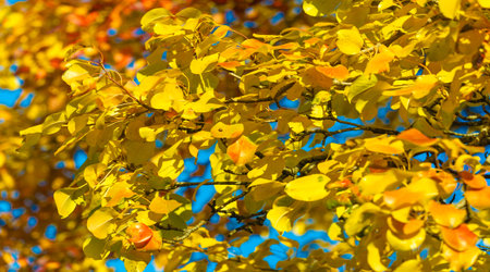 Autumn leaves on the branches of trees. Autumn leaves fall like gold, like a rainbow, as the winds of change begin to blow, ignoring the later days of September.の写真素材