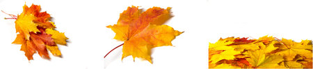 Beautiful fall maple leaves in vibrant colors Perfect addition to any fall themed project or...