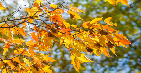 Autumn leaves on the branches of trees. Autumn is the hardest time of the year. All the leaves fall...