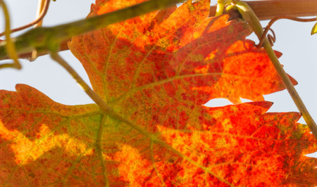 Autumn red leaves on the vine. There is something incredibly nostalgic and meaningful about the...