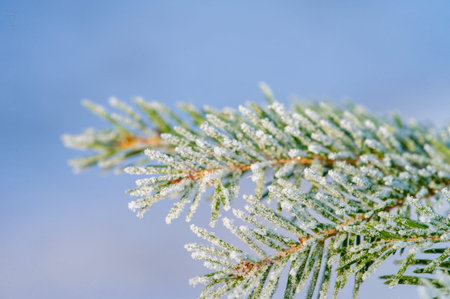 Experience the beauty of a winter wonderland with frost-covered trees. Capture the charm of nature...