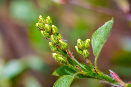 A genus consisting of 20 species of deciduous shrubs and small trees. Also known as shadbush.Service...