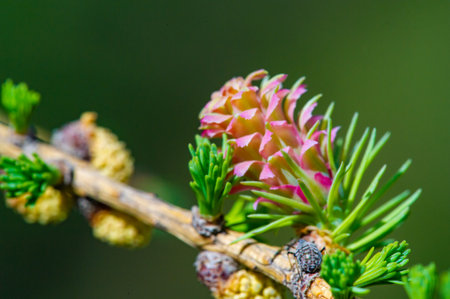 Experience the stunning contrast of the bright pink pine cones against the lush green pine branches. Celebrate the arrival of spring with these rare and beautiful flowers.の写真素材